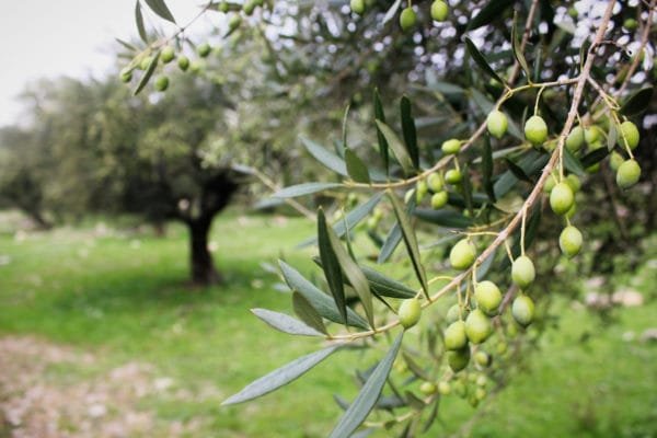 moroccan olive oil